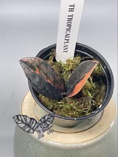ザミオクルカス ブラック ピンクバリエガータ斑入りZZ plant 24 ザミオクルカス ブラック ピンクバリエガータ斑入りZZ plant 24 - メルカリ
