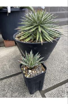 シジゲラ　フィリフェラ　アガベ 姫乱れ雪 観葉植物　チタノタ - 4