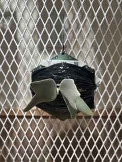 P. Copper will 12th oasis オアシス - メルカリ