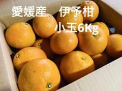 愛媛産　伊予柑　小玉6Kg（箱含む）のサムネイル