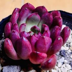 多肉植物 ⭐️ピンクルルビー⭐️韓国苗育成 抜き苗 d44 - メルカリ