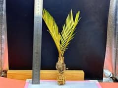 M-1590蘇鉄ソテツ斑入り 発根済み·高さ25cmくらい - メルカリ