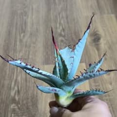 A330 特選 アガベ チタノタ ハイブリッド 激怒甲蟹×屈原の舞扇 極上強