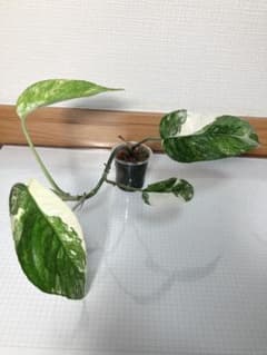 エピプレムナム　ピナツム　斑入り②のサムネイル