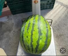 新鮮スイカ 緑と黒の縞模様　8キロのサムネイル