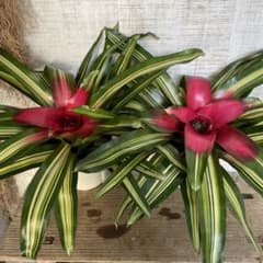 週末特価！2鉢価格！ネオレゲリア 苗 苗木 観葉植物 5号鉢 来年用