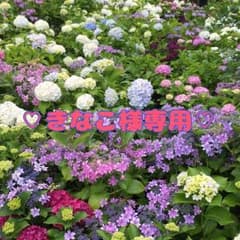 ♡きなこ様専用♡ アナスイ / パレット×2個のサムネイル
