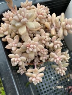 多肉植物 カット苗 姫秀麗のサムネイル