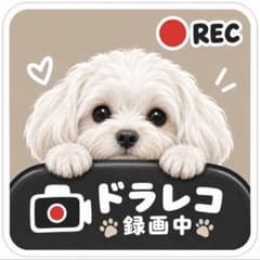 カーステッカー ベージ正方形 防水 マルチーズ 白 犬 ドラレコ 録画中 車のサムネイル