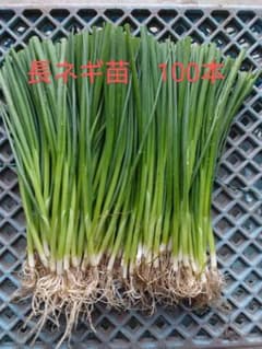長ネギ苗 100本