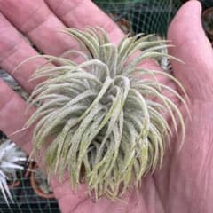 Tillandsia Ionantha Totoro 速達発送 Tillandsia Ionantha Totoro 速達発送 - メルカリ