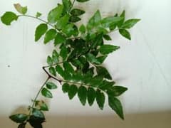 山椒の葉 摘みたてのサムネイル