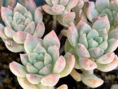プロリフィカ　抜き苗のサムネイル
