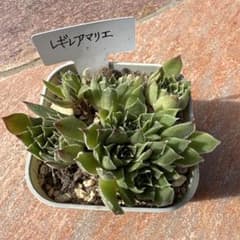 多肉植物 レギレアマリエ 抜き苗のサムネイル