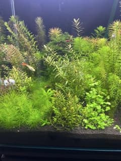 水草セット。16種類。1セット限定 - メルカリ