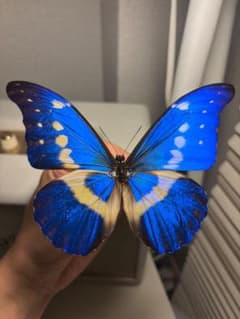 ヘレナモルフォ レテノールモルフォ蝶 蛾ピカソモスモルフMorpho昆虫