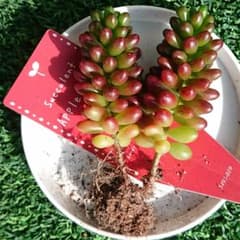 多肉植物 ③アップルベリー抜き苗 双頭&脇芽付きのサムネイル