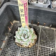 【激レア綴化苗】ミックスベリア 紫紺の矢 多肉植物 おらいさん 自家繁殖苗 札付き おらいさん苗 ミックスベリア045 紫紺の矢 - メルカリ