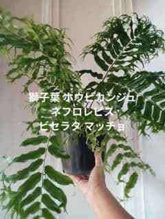 [メルカリ便] 大株 獅子葉 ホウビカンジュ ネフロレピス ビセラタ マッチョ メルカリ便] 大株 獅子葉 ホウビカンジュ ネフロレピス ビセラタ