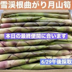 ❤️毎年大人気❣️ 天然 月山筍 箱込み約1キロB級品 根曲がり竹 姫竹 