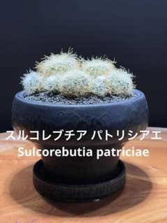 スルコレブチア・パトリシアエ　ピザールプランツ　黒陶器鉢＋富士砂仕立 スルコレブチア・パトリシアエ ピザールプランツ 黒陶器鉢＋富士砂仕立