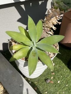 アテナータ　アガベ 観葉植物 多肉植物 鉢植えのサムネイル