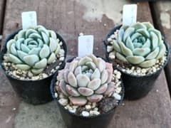 多肉植物 モンローhyb 3ポット 抜き苗発送 - メルカリ