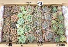 23 多肉植物　多肉弁当　詰め合わせ　寄せ植え　セット　カット苗　韓国苗　セダムのサムネイル