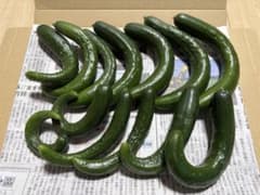 秋田県産　きゅうり　箱込み約800gサイズいろいろのサムネイル