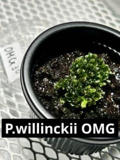 P.willinckii OMG 前葉体 胞子体 ビカクシダ 30 - メルカリ