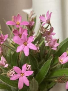 アッツ桜 ヘブロンファーム2球のサムネイル