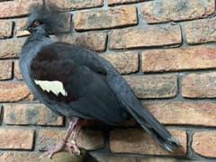 カンムリバトの剥製 - メルカリ
