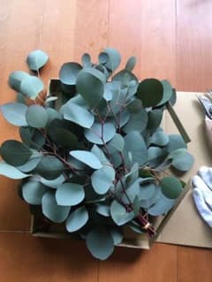 ユーカリ ポポラス フレッシュ 無農薬のサムネイル