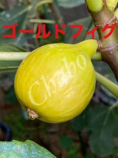 イチジク　ゴールドフィグ　実付き特大苗　果樹 イチジクの大苗。ゴールドフィグ - メルカリ