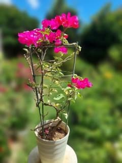 ブーゲンビリア斑入り No992 らくらくメルカリ便発送‼️ ブーゲンビリア斑入り No992 らくらくメルカリ便発送‼️ - メルカリ