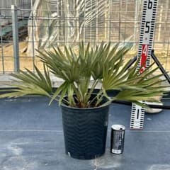 チャメロプス•ボルケーノ 【樹高:約43㎝】Feb06 - メルカリ