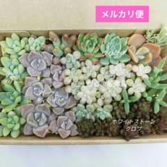 カット苗セット 多肉植物 寄せ植え☆約14cm×9cm箱 【匿名配送】 - メルカリ