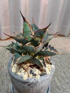 アガベ チタノタ 鉢植えのサムネイル