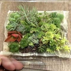 セダム弁当　cのサムネイル