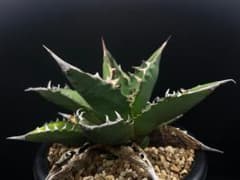アガベ チタノタ FO-76 mini 【多肉植物】のサムネイル