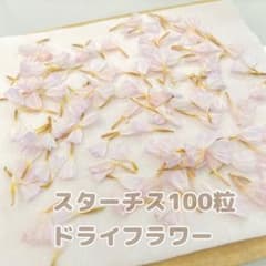 スターチス ドライフラワーのサムネイル