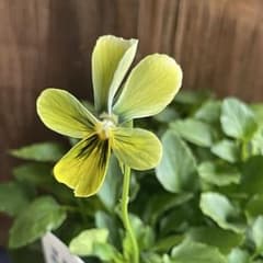 メルカリ便☆ ビオラ すみれ図鑑 1ポット c - メルカリ