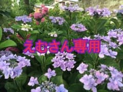メナードイルネージュ   ローションのサムネイル