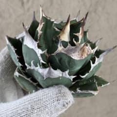 アガベ チタノタ“白犀牛”】極上バンド幅/写真株出品発根済み - メルカリ