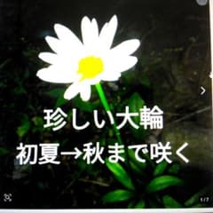 花苗・珍しい初夏咲き・大輪・マーガレット・宿根草 - メルカリ