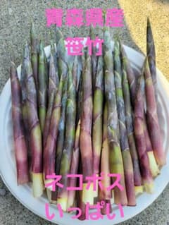 笹竹　笹だけ　山菜　青森県産　とれたてのサムネイル