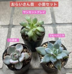 おらいさん苗 ミックスベリア 小苗セット サンセットグレイ 白銀姫