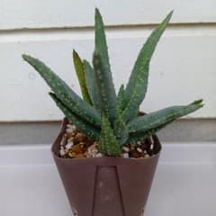アロエ ディコトマ 実生苗 多肉植物 - メルカリ