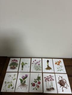 野村陽子 植物細密画 ポストカード 10枚セット ボタニカルアートのサムネイル