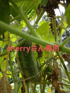糠塚きゅうり の種のサムネイル